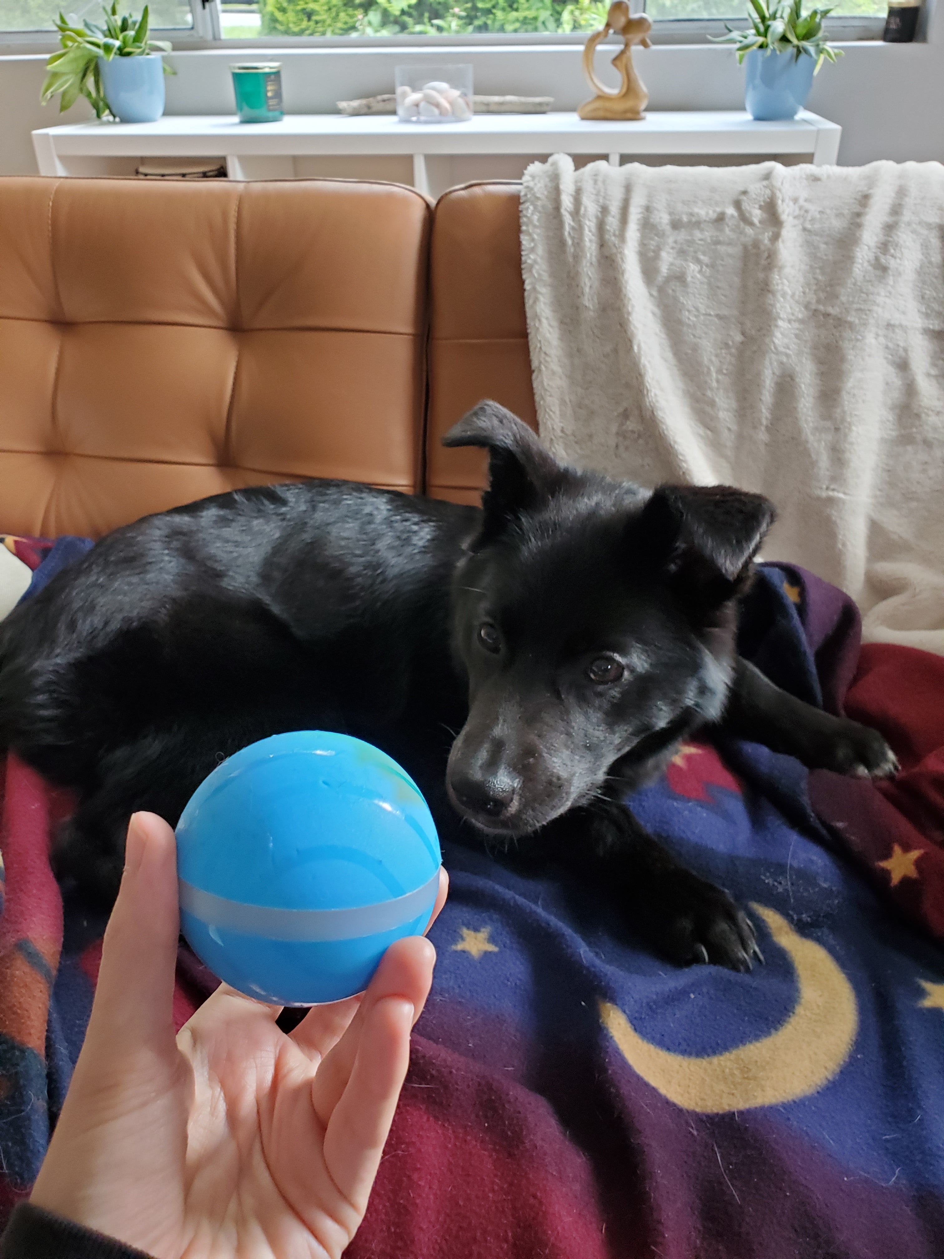 Motion ball 2024 for dogs